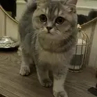 قطوه لي البيع