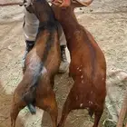 ذبائح تيوس بلديه على الشرط