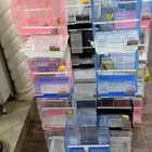 للبيع كناري جمله