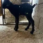 تيسين مواليد صغار الحد 1100 من 550