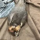 طير شياهانه ريش سليم للي يبي توسير