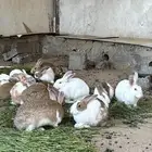 ارانب منتجه العدد حول 40 كبير وصغير
