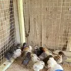 لبيع صيصان