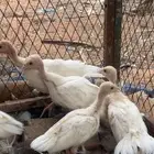 دجاج رومي معها فراخه