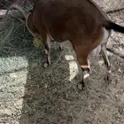 تيس فحل