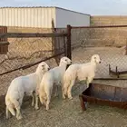 خرفان مبادي ومشاريع كفو ( تم البيع )