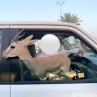 ظبي الريم اليف للبيع