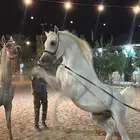حصان واهو