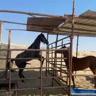 مهر جزيري