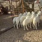 طليان حريه ورخال حريه