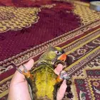 يلو دوسكي لوري تم البيع
