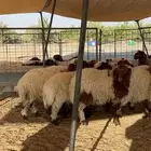 بهم نعيم