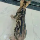 قط افريقي نادر