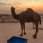 بعير ساحلي