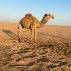 قعود اشعل كفو