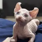 بسم الله ماشاء الله للبيع قطه سفينكس إليف عمر شهرين