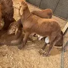 سواكن تربية 4 شهور