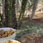 تمر رهاط