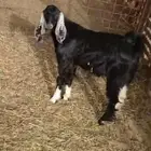 تيس لباني للي بيدبح والي يبي يربي