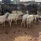 شياه حريات