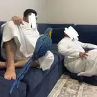 ببغاء مكاو سوبر جامبو ماشاءالله ومتكلم