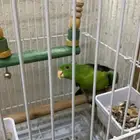 ببغاء للبيع