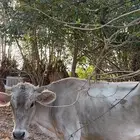 بقره الماني دافع اول انتاجها