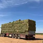 برسيم صافي