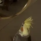 كروان اليف