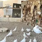 فرنسي أبيض للبيع