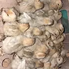 صوص فيومي وبلدي