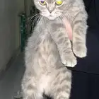 قطه سكوتش بيع عجل