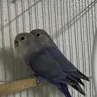 طيور روز للبيع