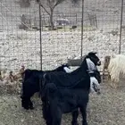 معزا عوارض 2 صغار سن ثنيه ورباع شرط معها 4