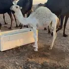 بكره وضحى