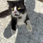 بسس اليفين جدا غير مؤذيين