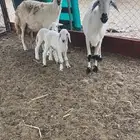 ضان حريه 3 يتبعها 3