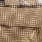 يمام ماسي سنو وايت نوادررر