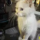 الي ضيع له قطو في احد رفيده حول محلات الجوالات يتواصل