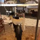 معزاء سرحه مشكله