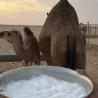 خلفه ساحليه منيحه