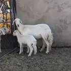 رخل عليها خروف رايم وعلومها زينه عذروبها فيها خراج