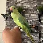 ببغاء الدره سوبر جامبو اليف جد ا ويقبل المسح على كامل الجسم