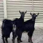 عناقين جبرات ضهورها فل شحم