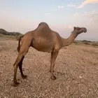 ابل للبيع العدد. 2