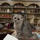 سكوتش للبيع