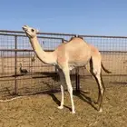 بكره