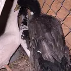 3 بطات ل البيع وحده بكيني مصري بح وا مهجن