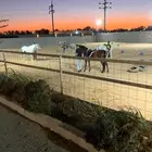 ايواء باسعار مناسبة