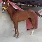 فرس شعبيه